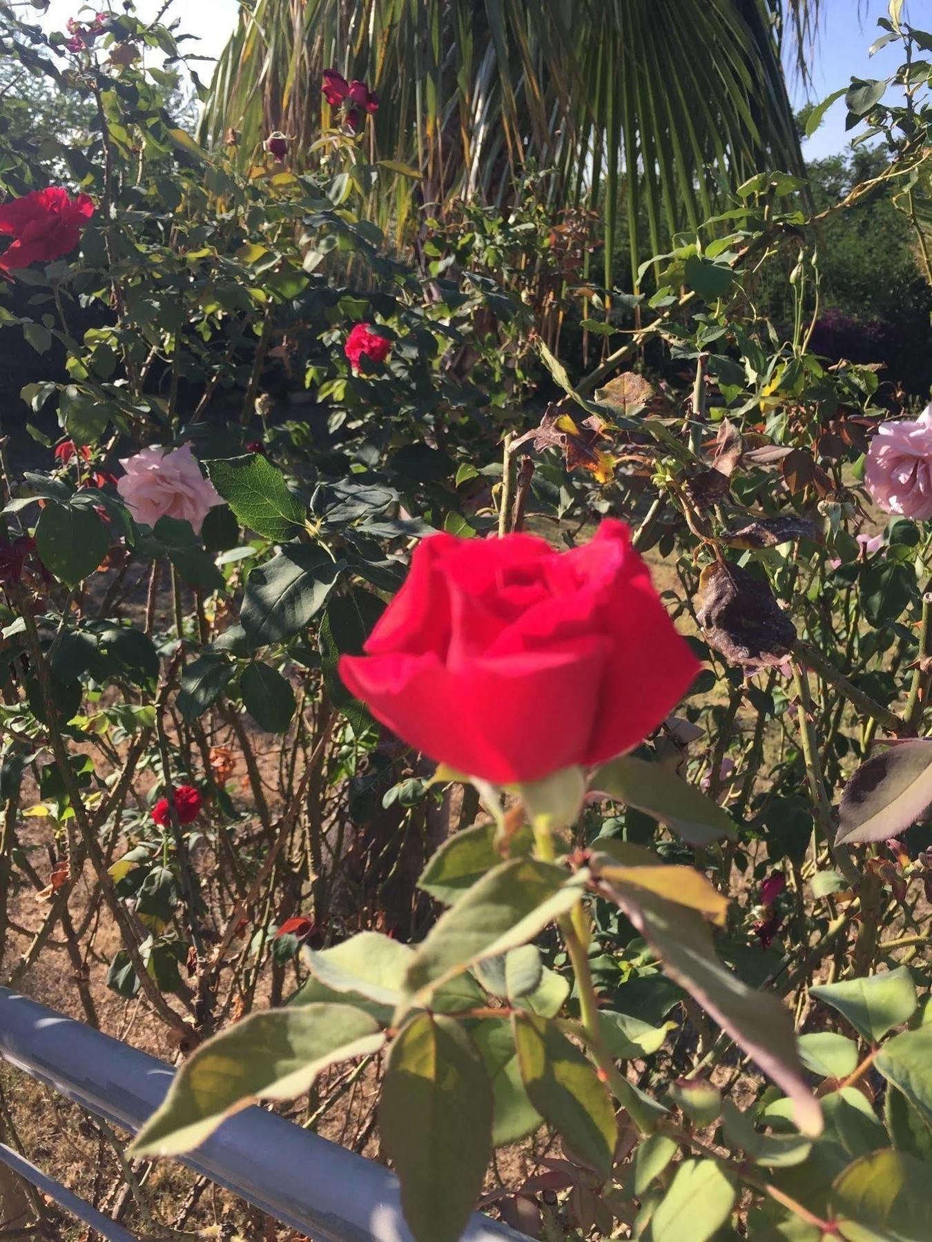 B&B Villa Pimm'S Zambrone Dış mekan fotoğraf